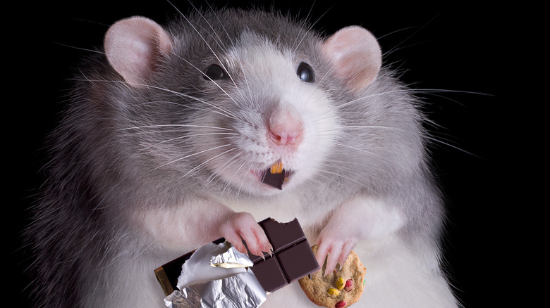 rat eating chocolate and cookie