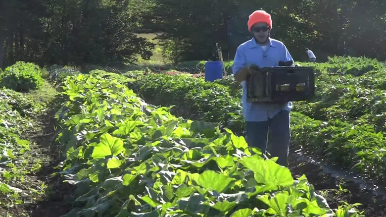 Inmate working vegetable patch