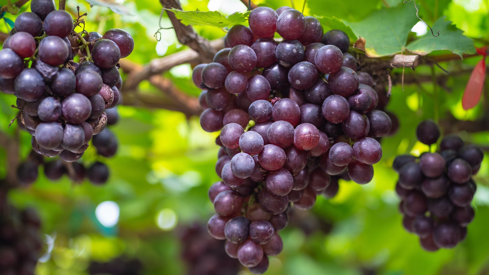 What Really Happens When You Eat Grapes Every Day