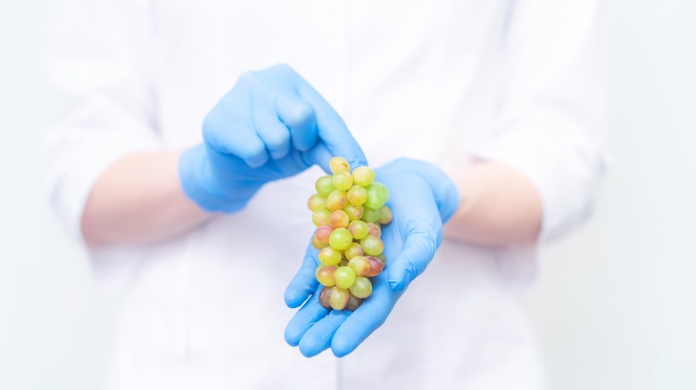 gloved hands holding grapes