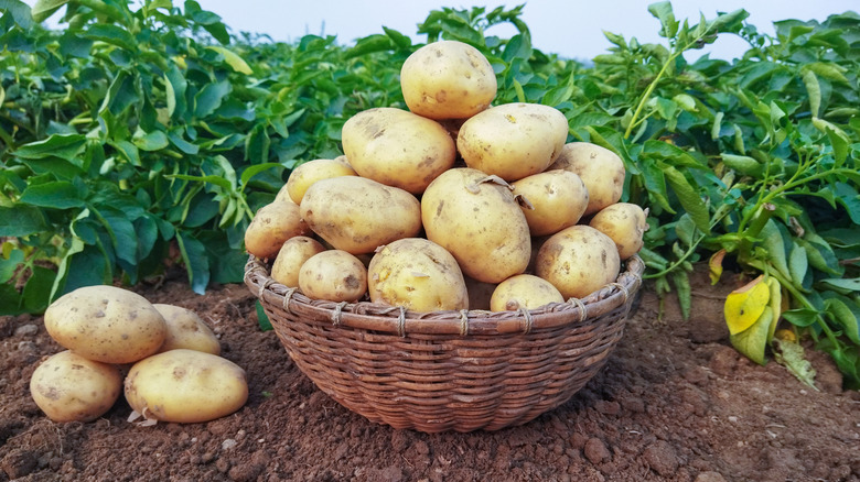 Potatoes in basket on dirt