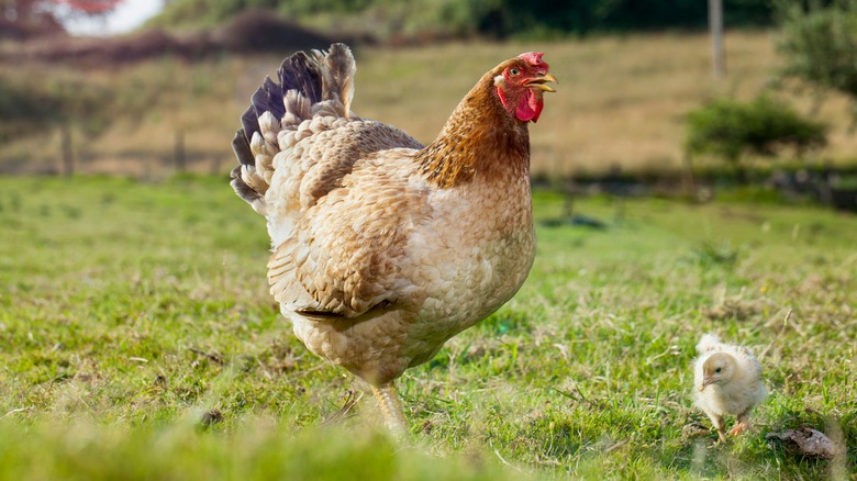 chicken and chick in the grass