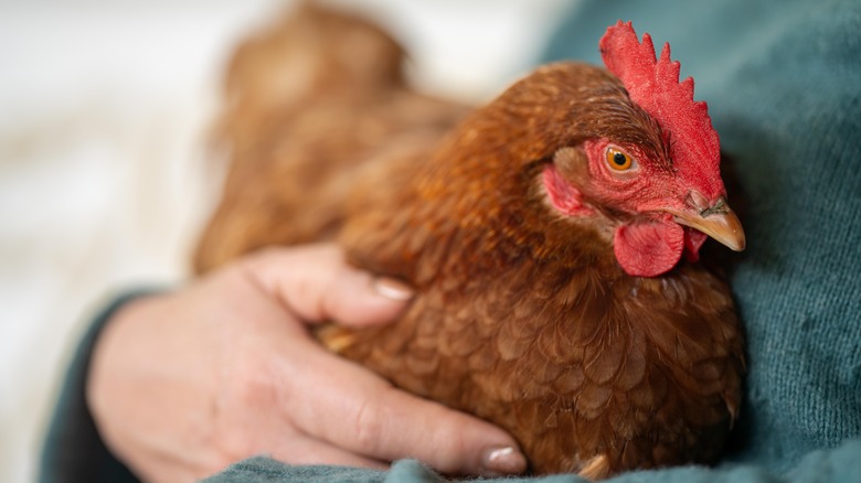 person holding a chicken