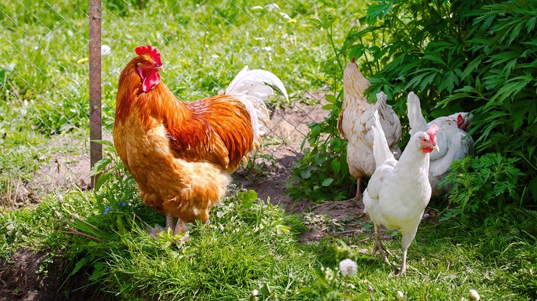 Rooster and hens in yard