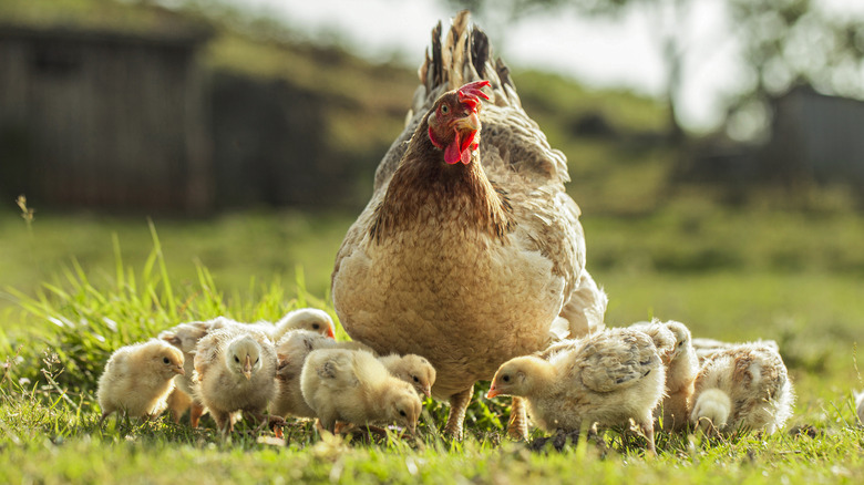 Hen and chicks