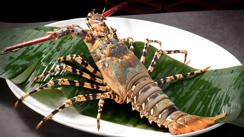 Lobster on plate