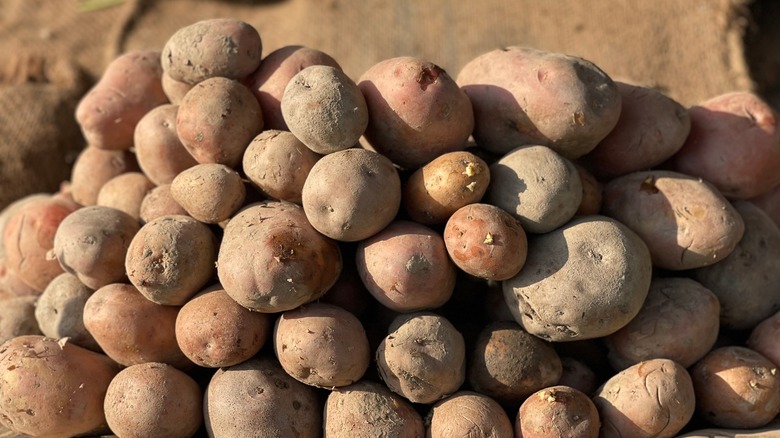 stack of freshly harvested potatoes