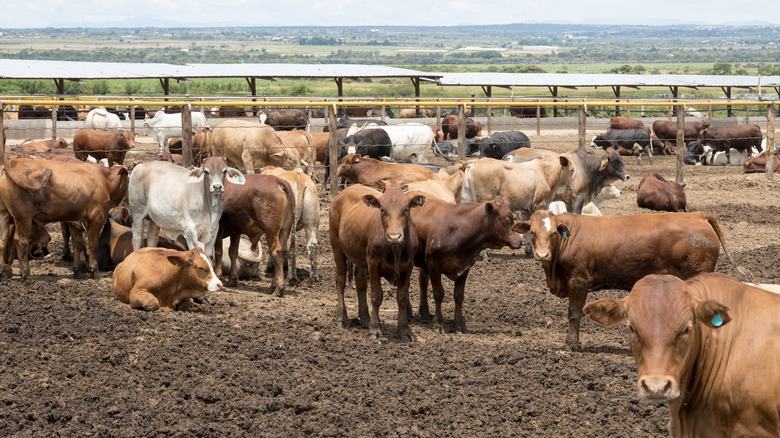 Several cows on a feedlot
