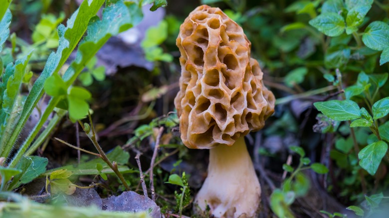 morel mushroom growing on ground