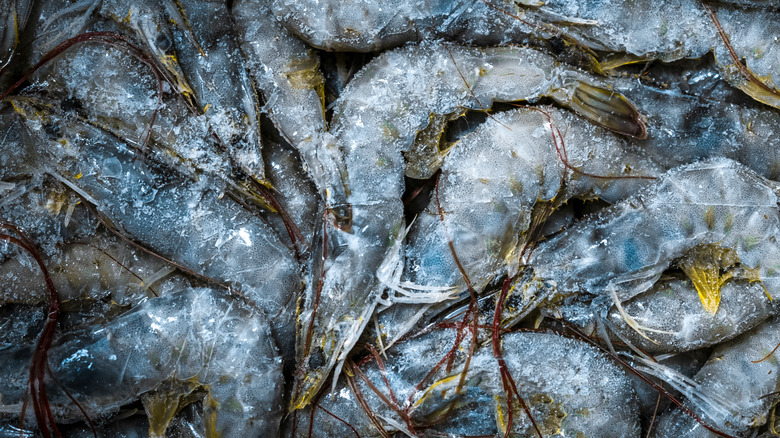 frozen river shrimp