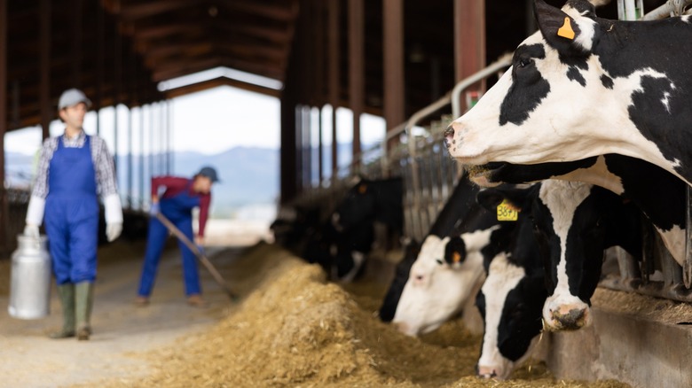 Cows feeding at a farm.