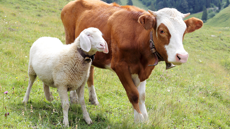 Sheep and cow on pasture