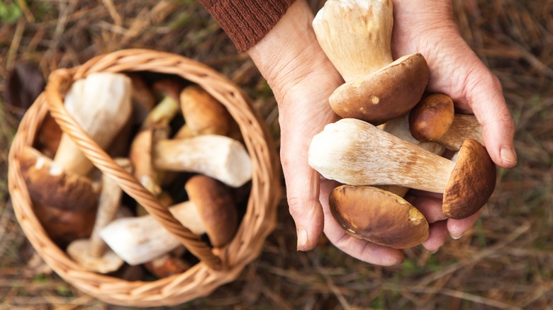 Hands holding wild mushrooms