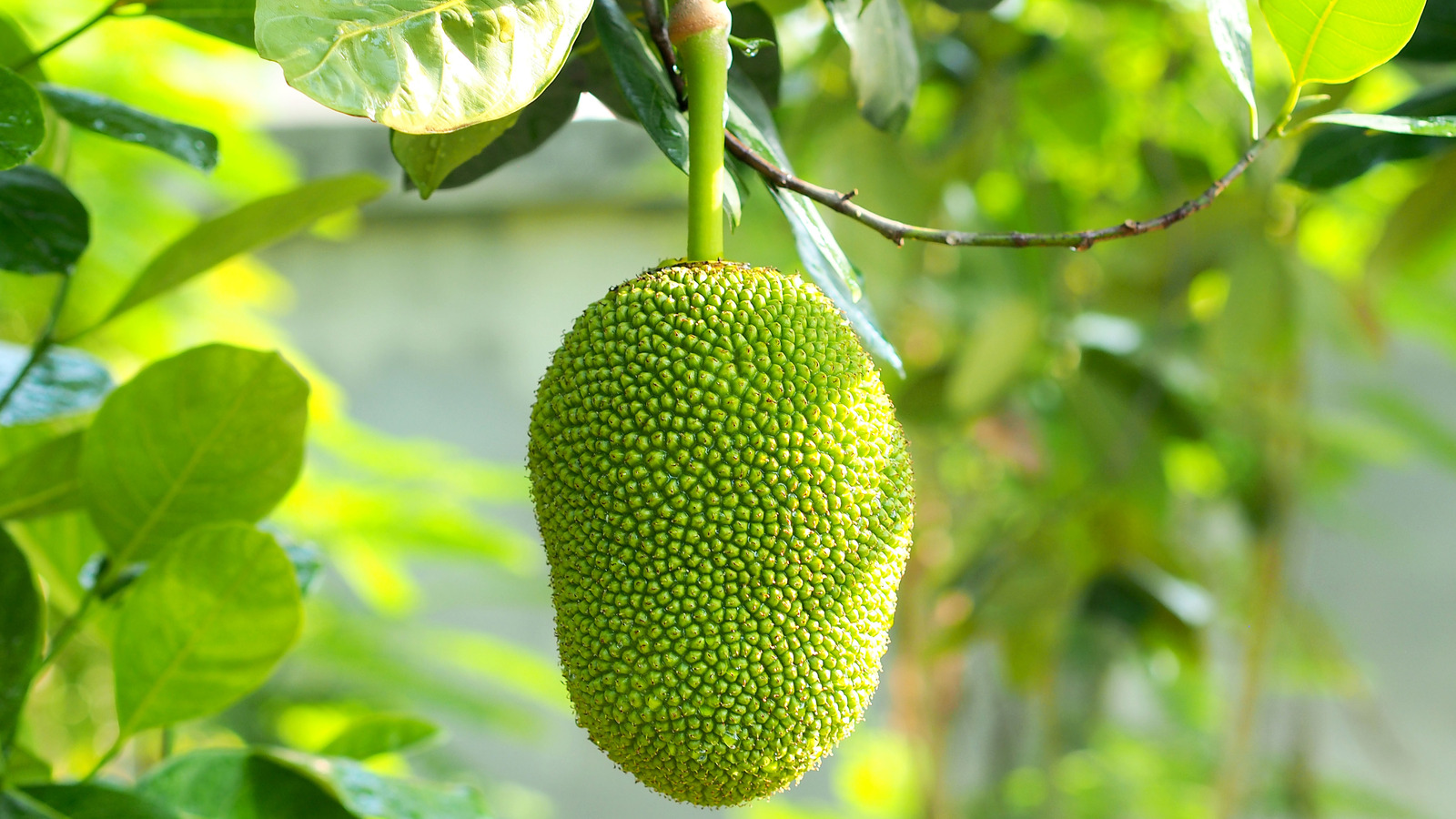 is jackfruit okay for dogs