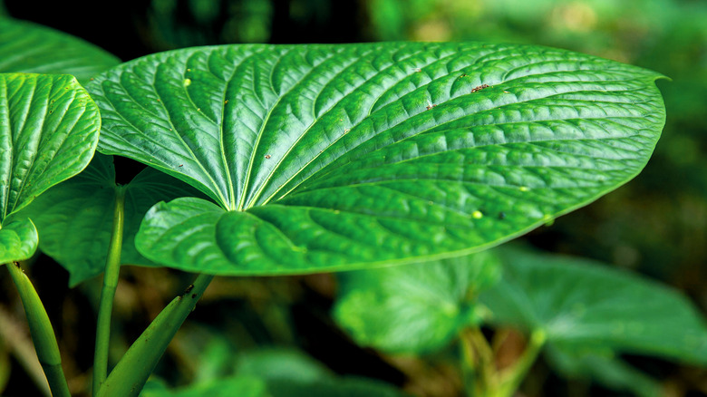 kava leaf