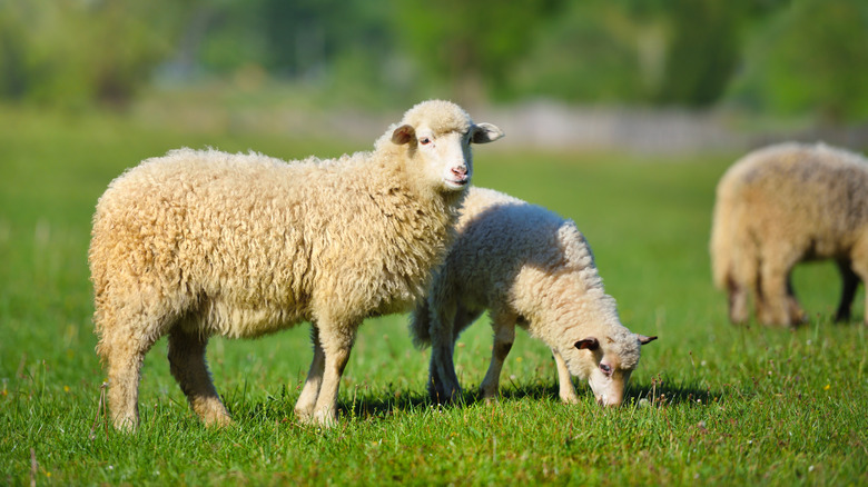 Sheep on pasture