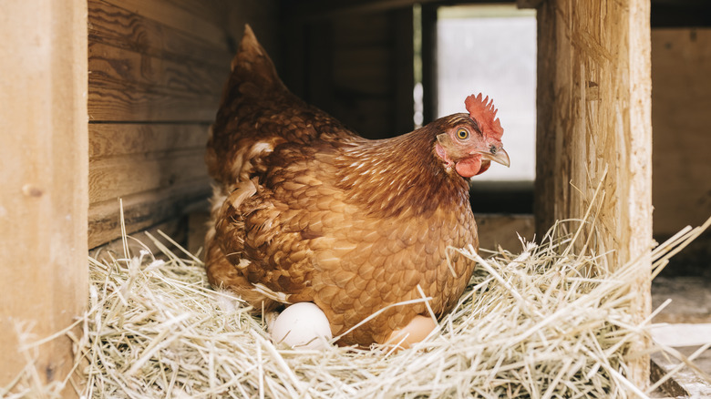 Chicken roosting on eggs