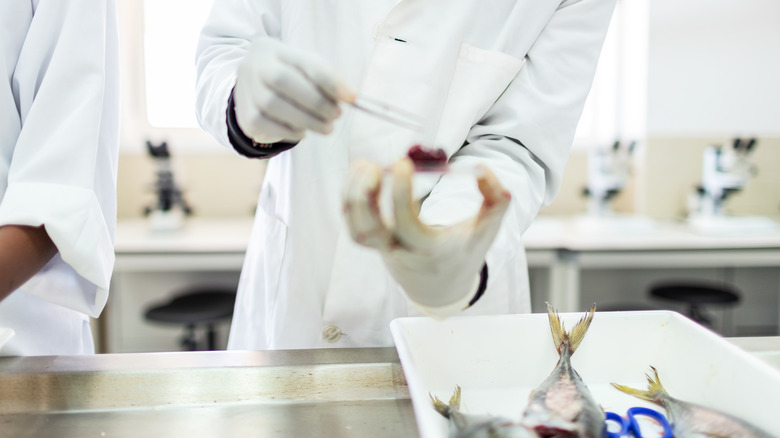 Man in lab coat testing fish