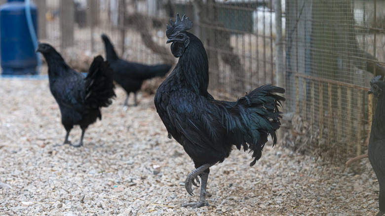 Several all-black Ayam Cemani chickens in a pen.