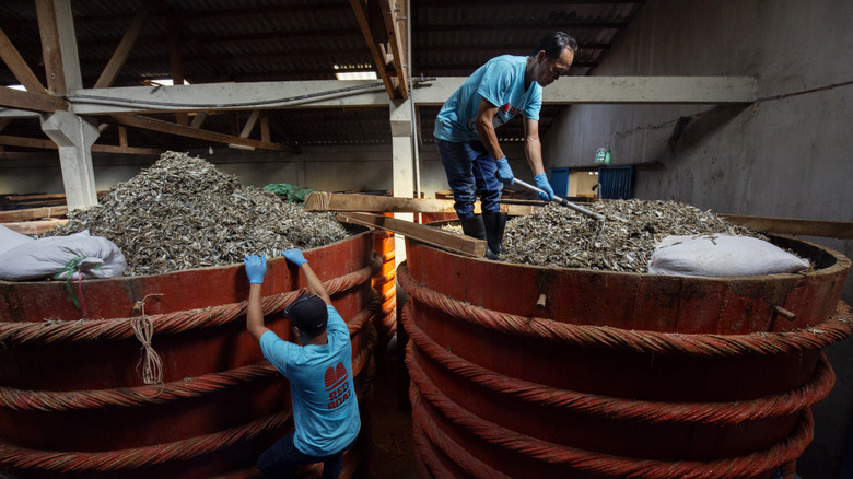 Farmers sorting fish in barrels