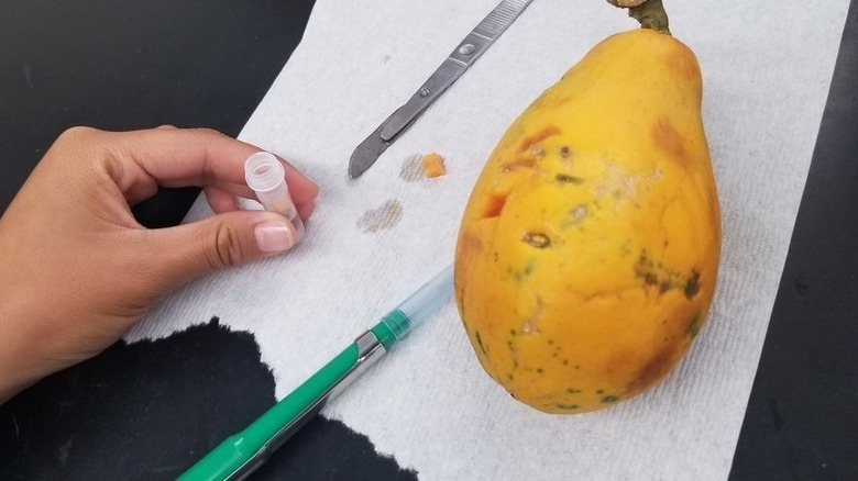 Taking papaya samples