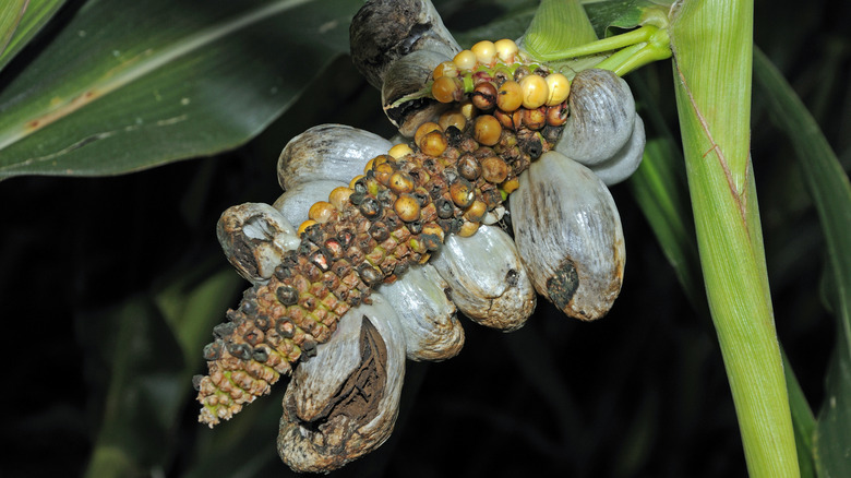 Huitlacoche on the stalk