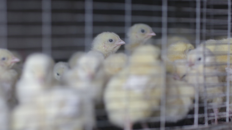 baby chickens in cage