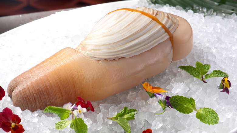 raw geoduck on ice