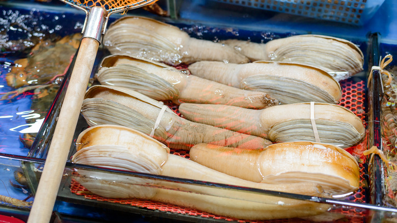 fresh geoduck at market