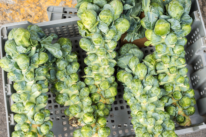 Brussels sprouts