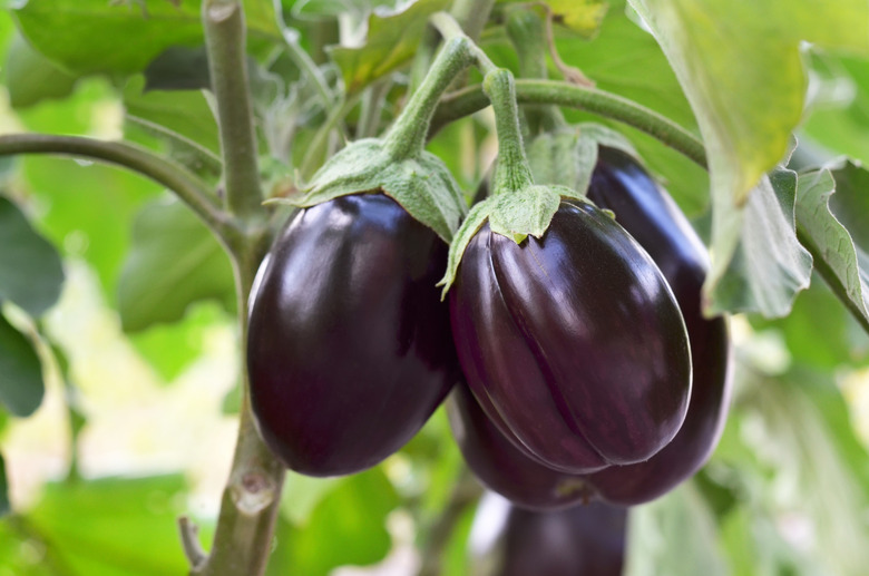 Eggplant