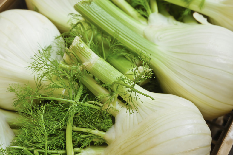 Fennel