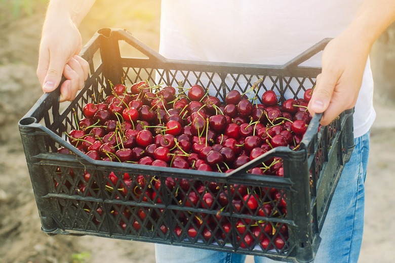 Cherries