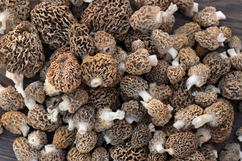 Morels