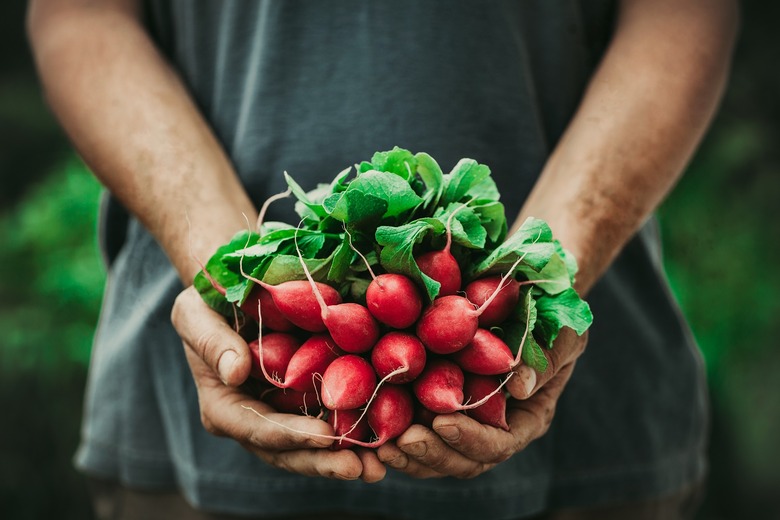 Radishes