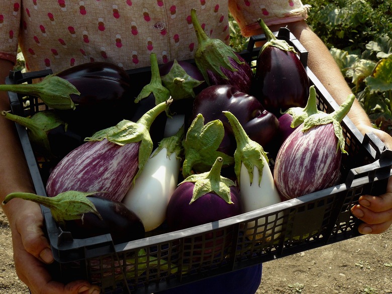 Eggplant