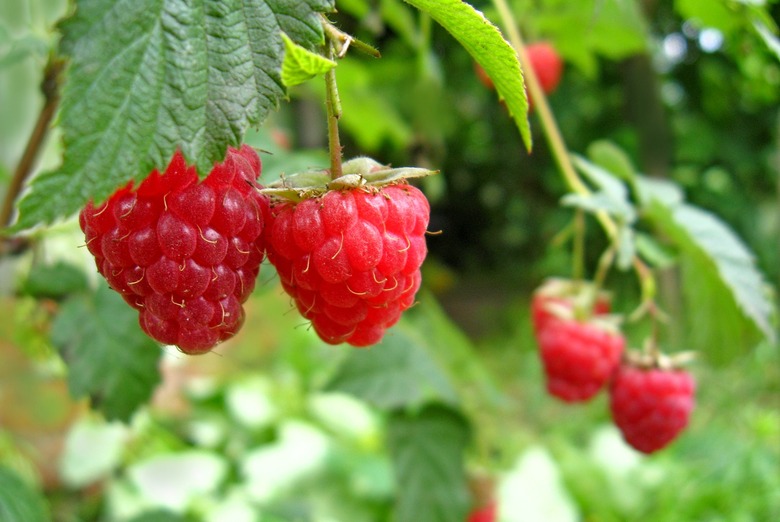 Raspberries