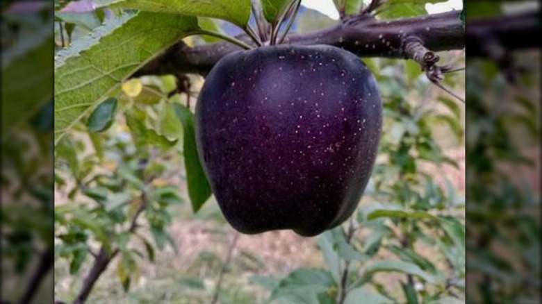 Black diamond apples on tree