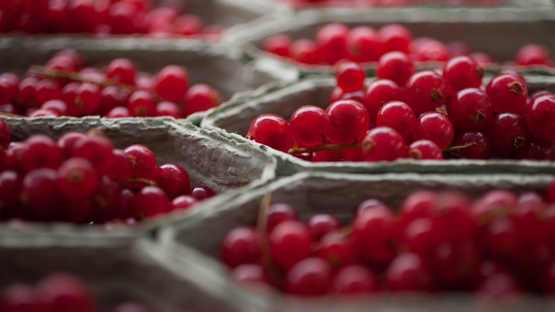 Fresh cranberries in cartons 