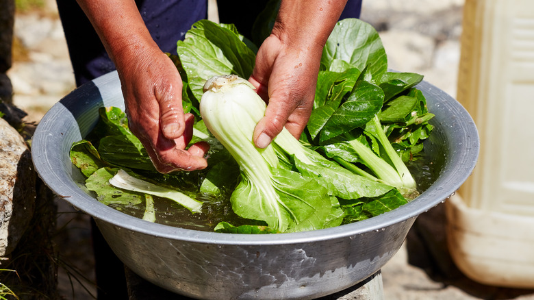 Person cleaning baby bok choy in bowl