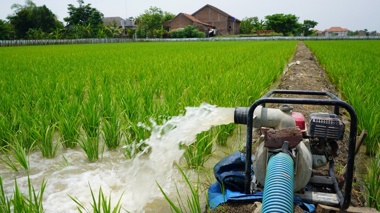 irrigating rice field