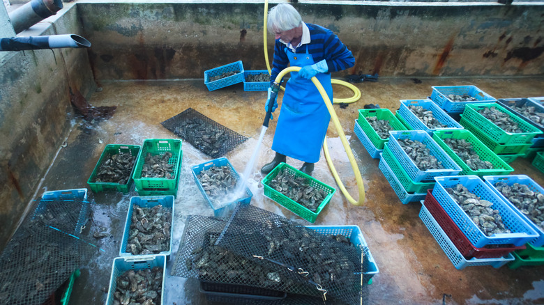 oyster farmer spraying down oysters 