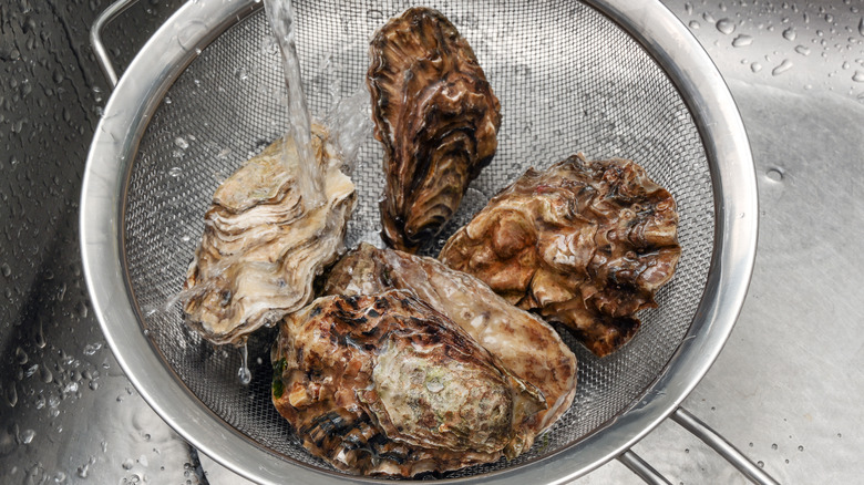 oysters under running water 