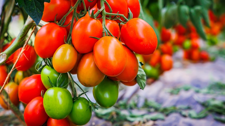 tomatoes on plant