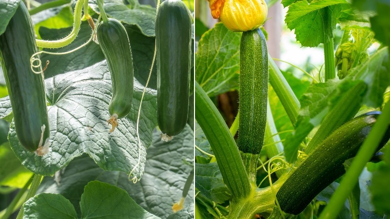 A cucumber plant and a zucchini plant
