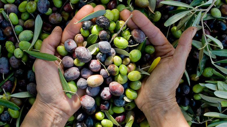 Hands holding fresh olives