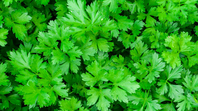 flat-leaf parsley