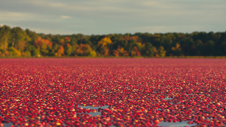 Cranberry bog during fall harvest