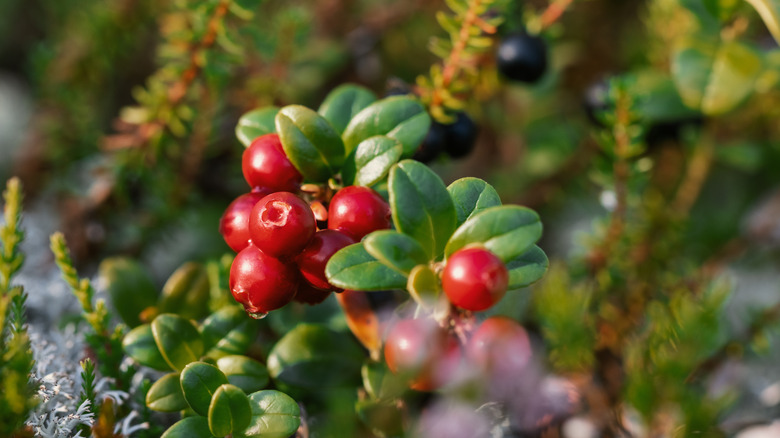 Wild lingonberries growing on shrub