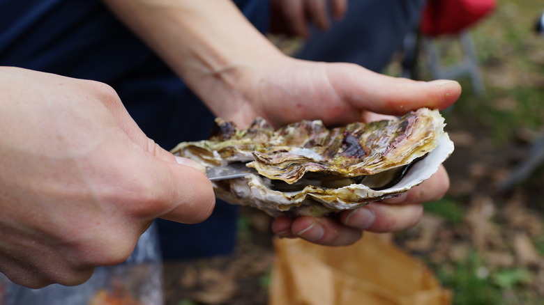 Hand shucking oyster with knife